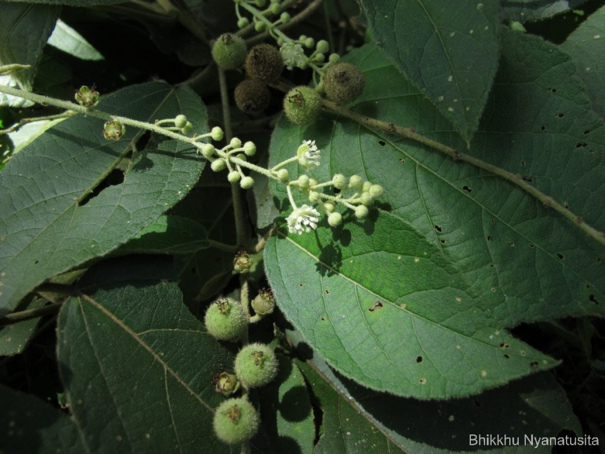 Croton laccifer L.
